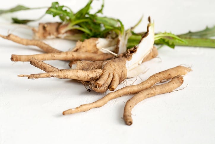chicory root benefits