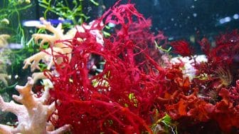 astaxanthin benefit