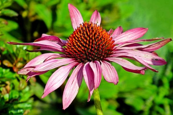 faedah echinacea purpurea