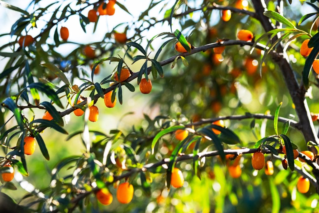 sea buckthorn benefits