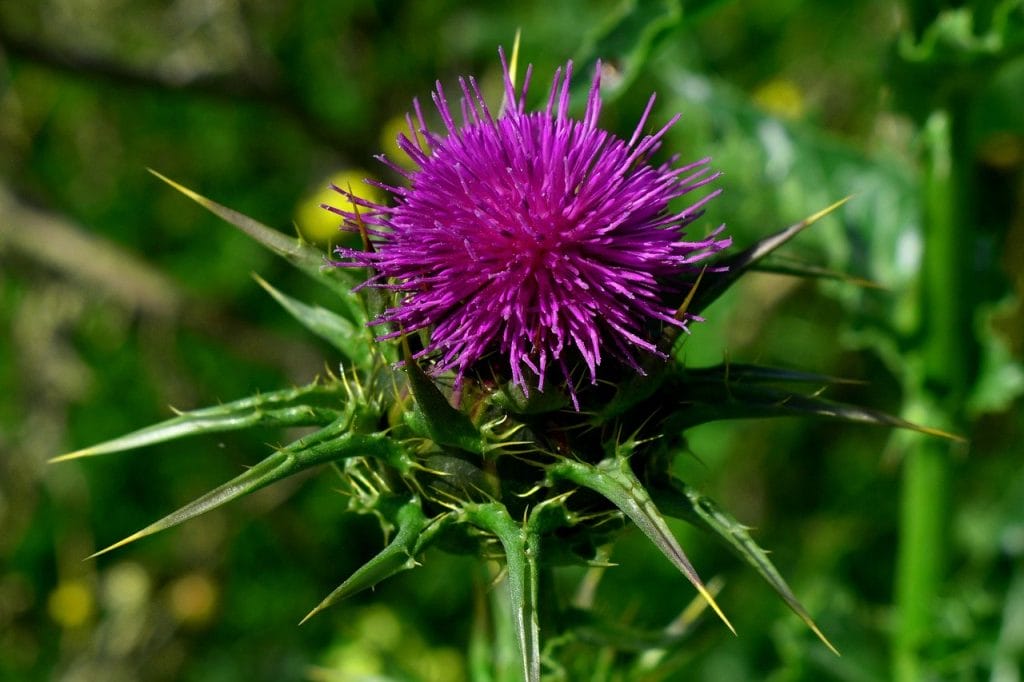 milk thistle benefits