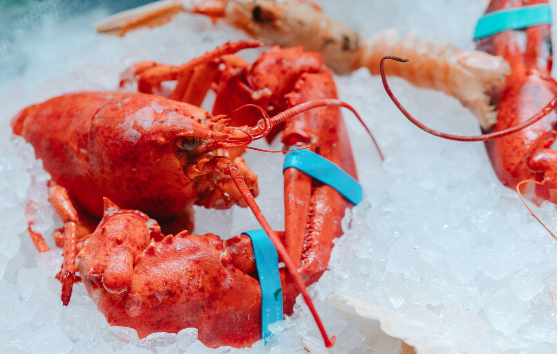 Adakah Lobster Sihat? Semua yang Anda Perlu Tahu