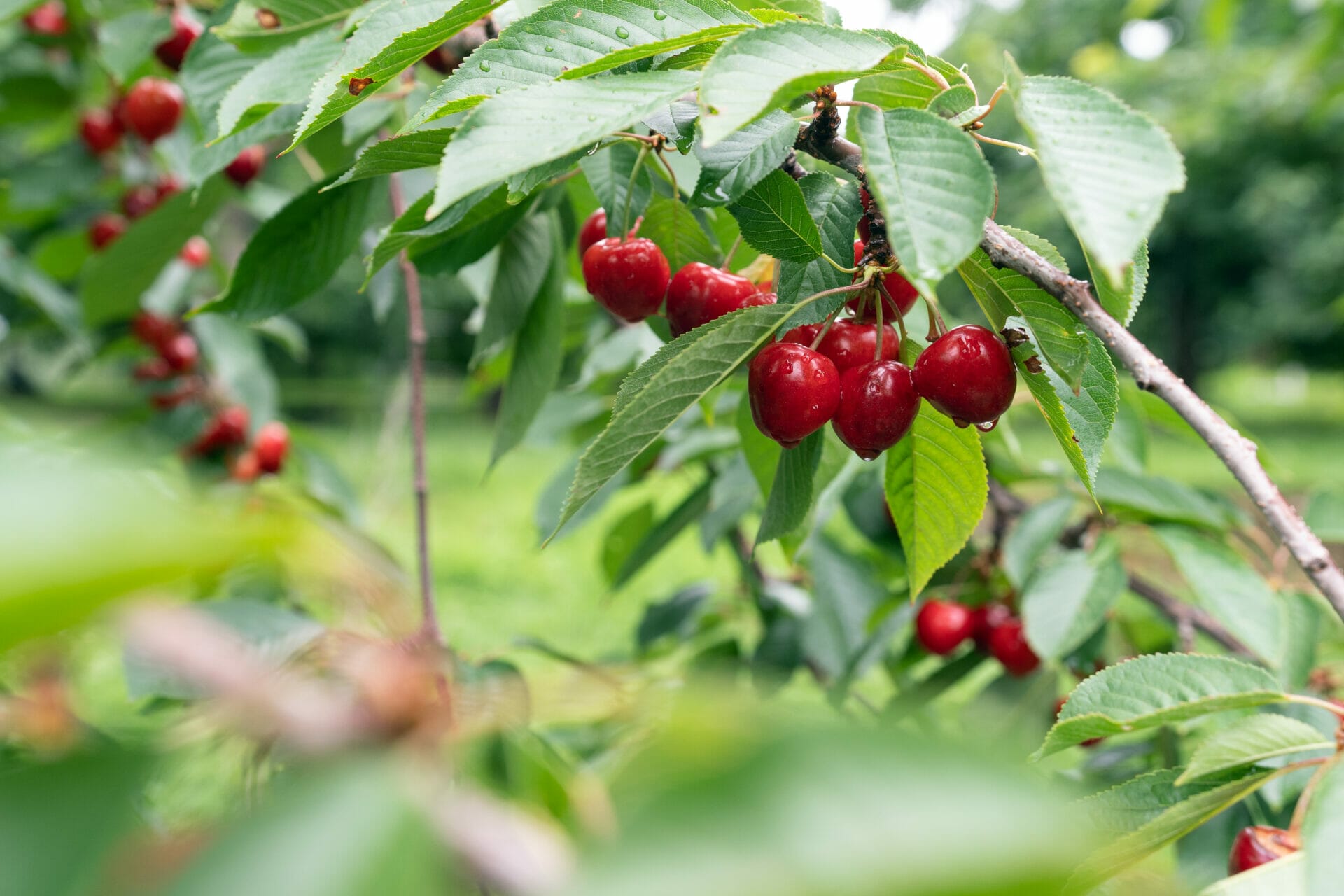 All About Cherries: Nutrition, Benefits, Types, Side Effects, and More